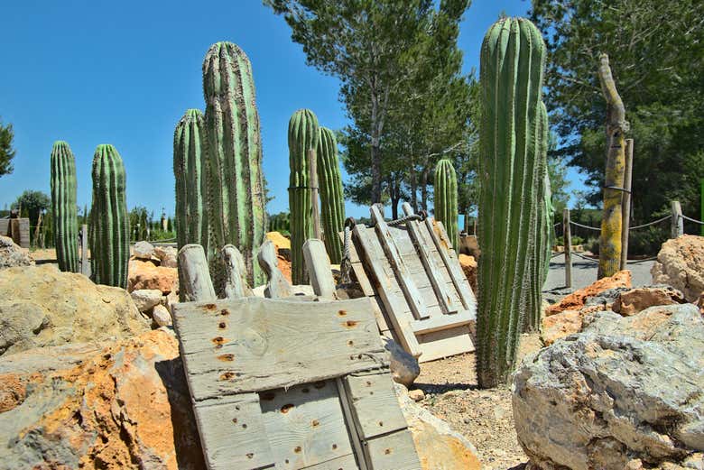 Cactus au BIBO PARK